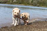 LABRADOR 207